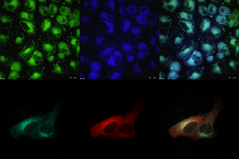 Multimodal data fusion for visualization of applied substances in cells