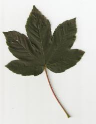 Acer_pseudoplatanus_50.portret.jpg
