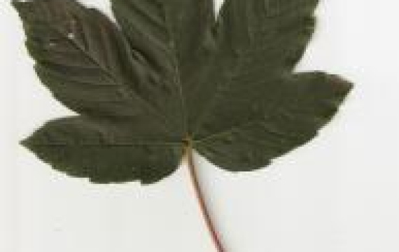 Tree Leaf Database MEW2019