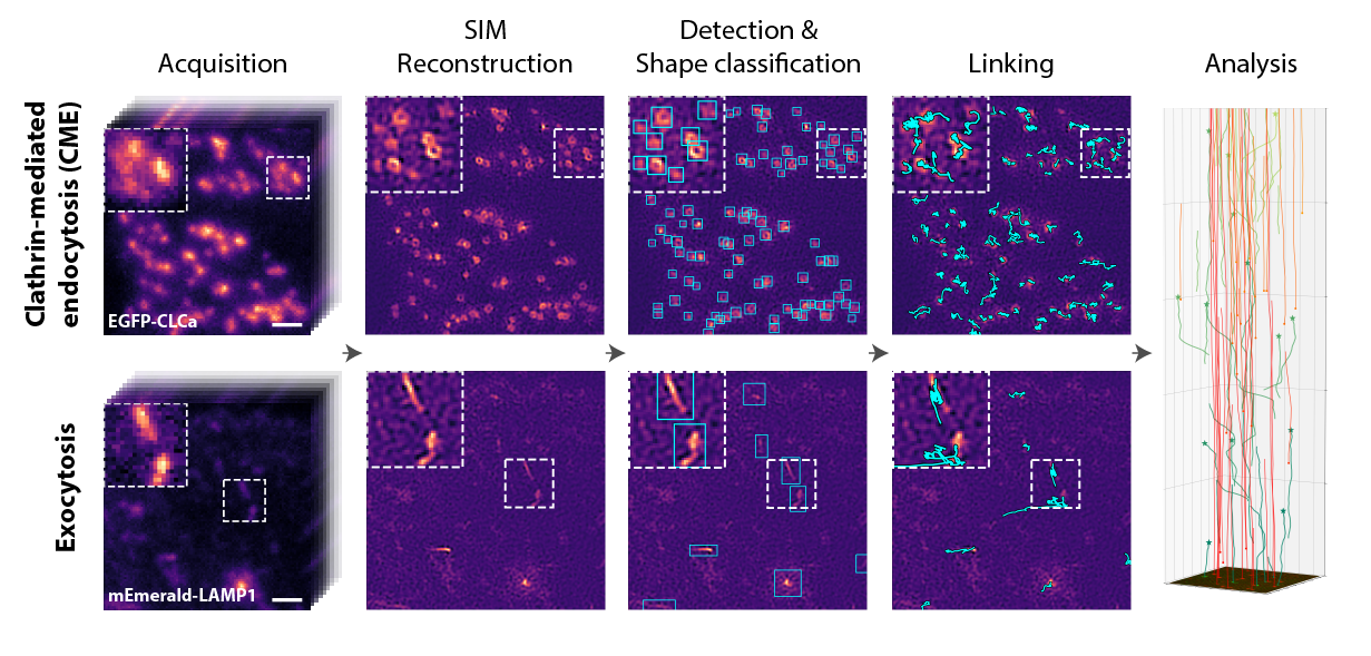Machine Learning for Dynamic Inverse Problems in Microscopy